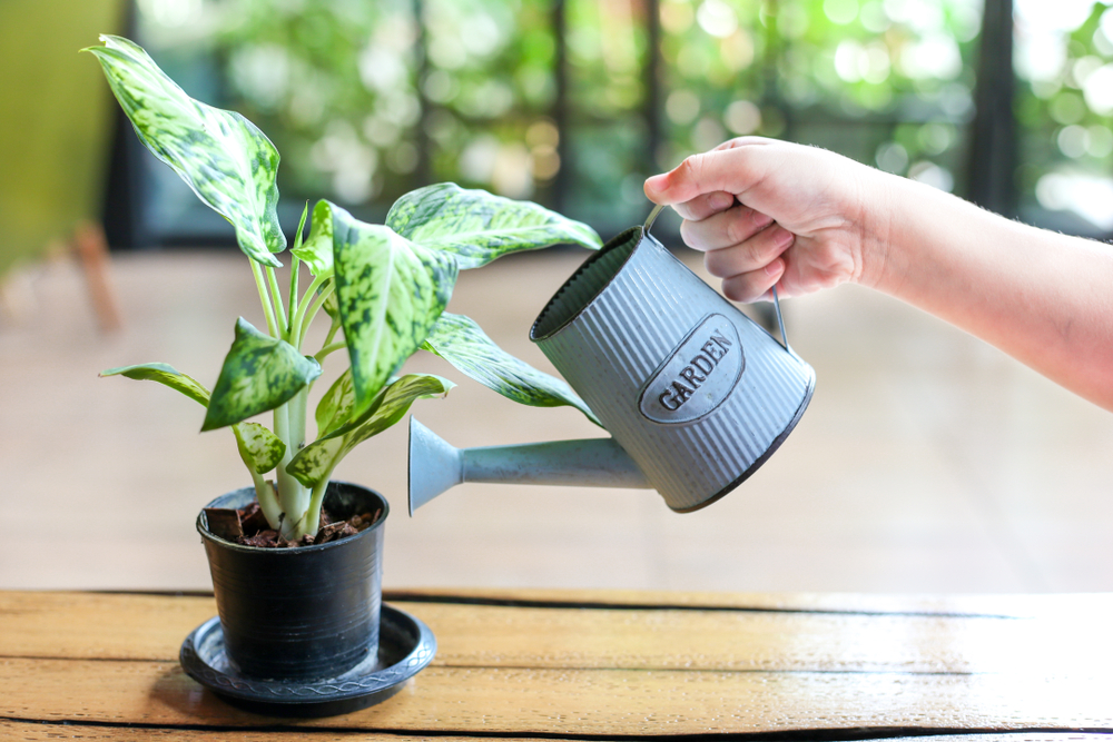 How to Use a Water Softener Rayne Water