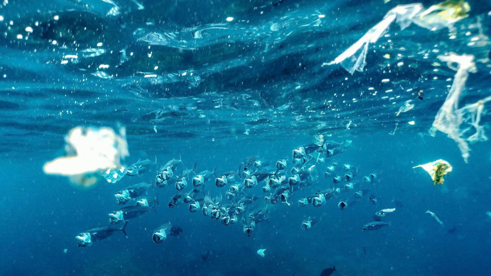 Marine life swimming beneath floating plastic waste in the ocean, showcasing the environmental damage caused by plastic water bottles.