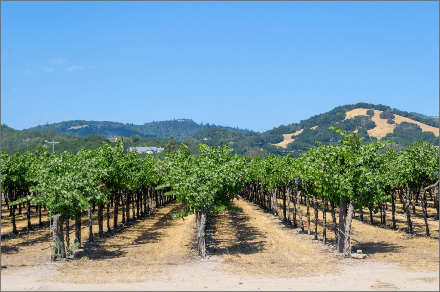 Experience the Purest Water in Wine Country with Rayne Water Rayne