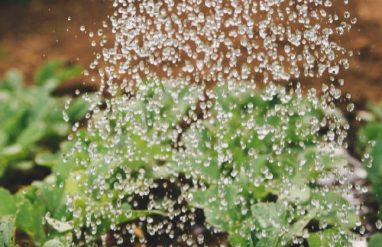 Is Hard Water Bad for Plants?